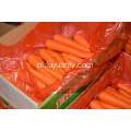 Świeże warzywa marchew na sprzedaż